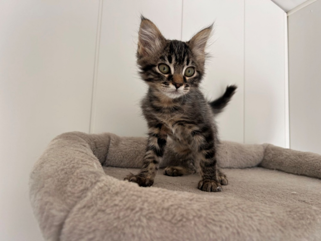 Bogosse - Chat Européen à adopter