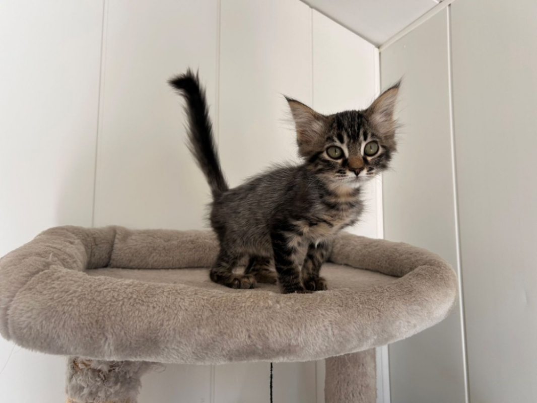 Bogosse - Chat Européen à adopter - photo 2