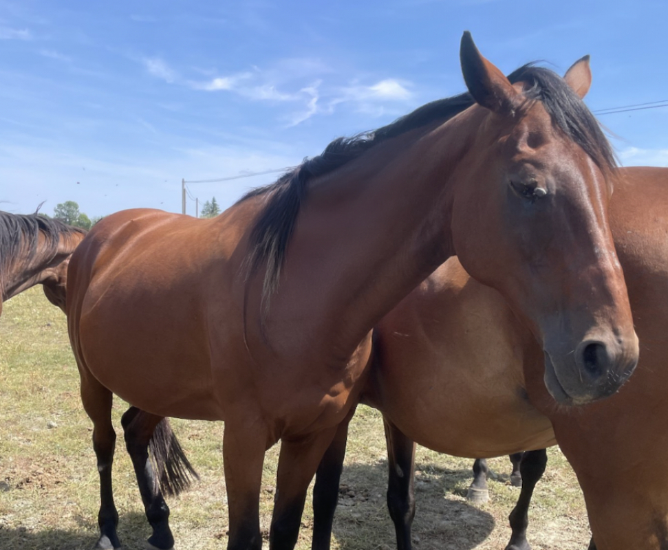 Lydiane - Equidé Cheval à adopter