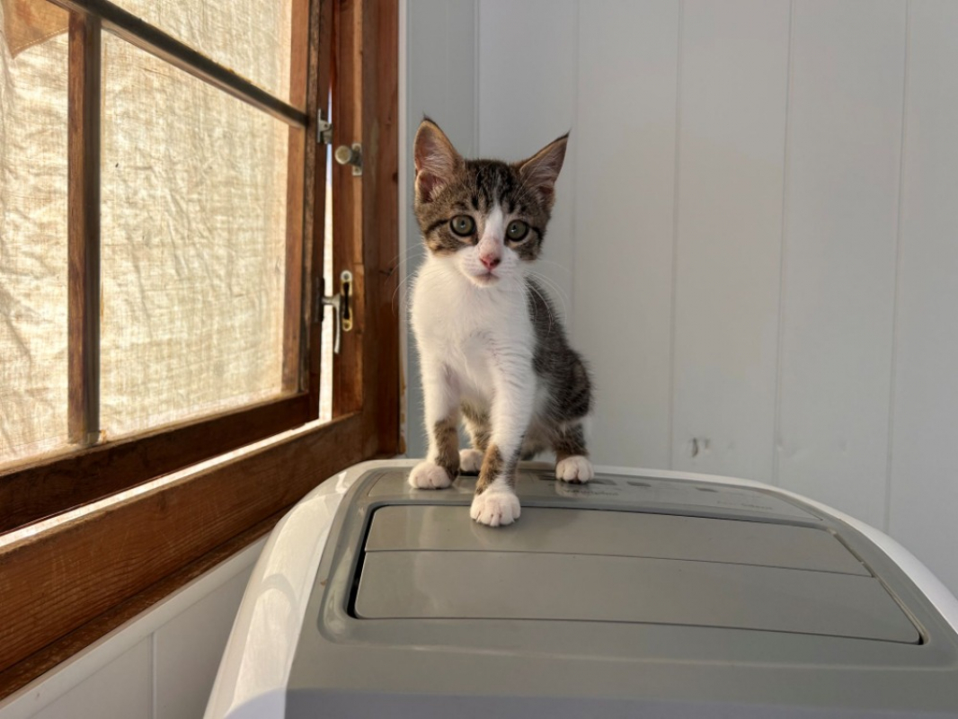 Bree - Chat Européen à adopter