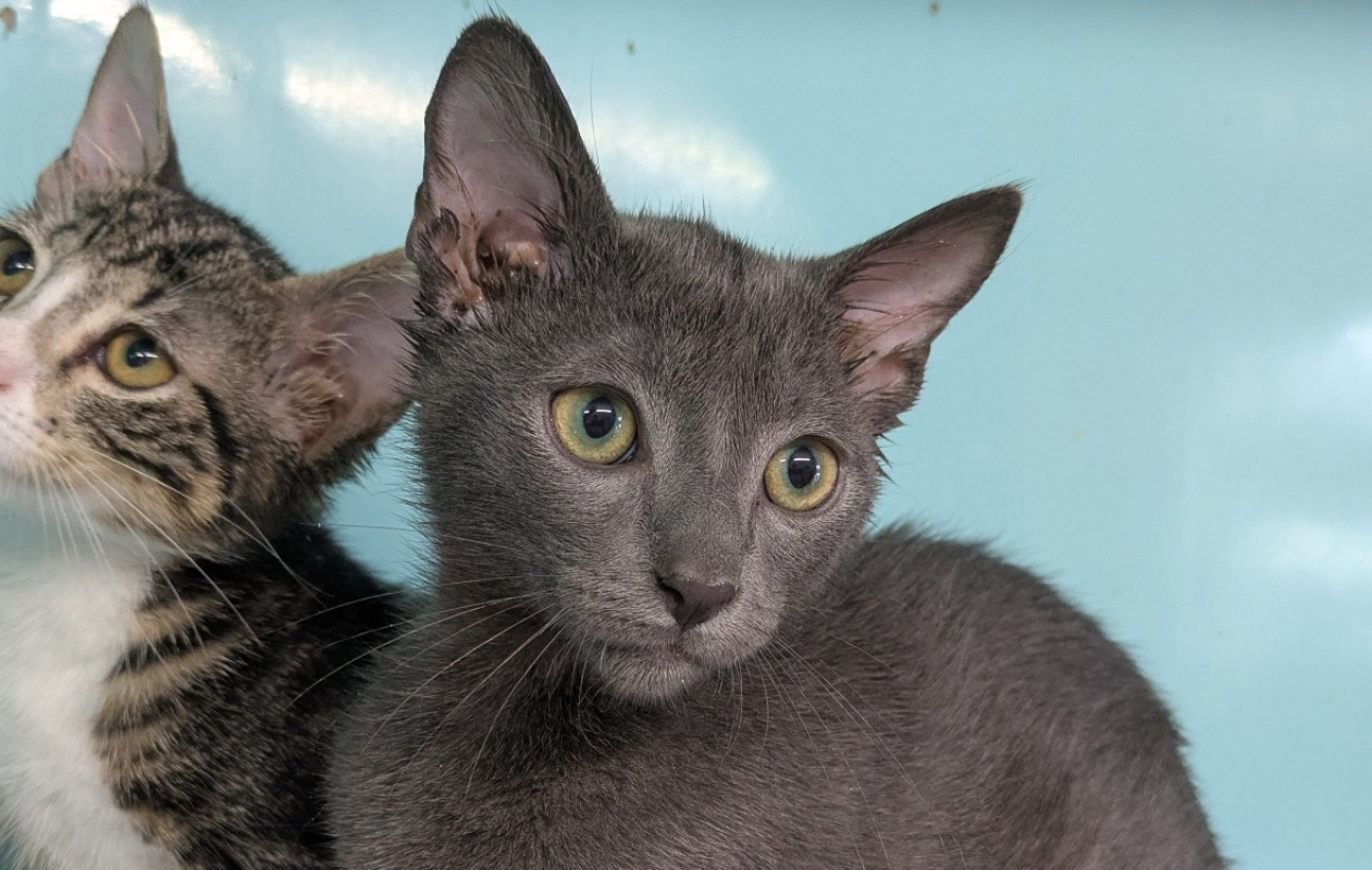 Blue - Chat Européen à adopter