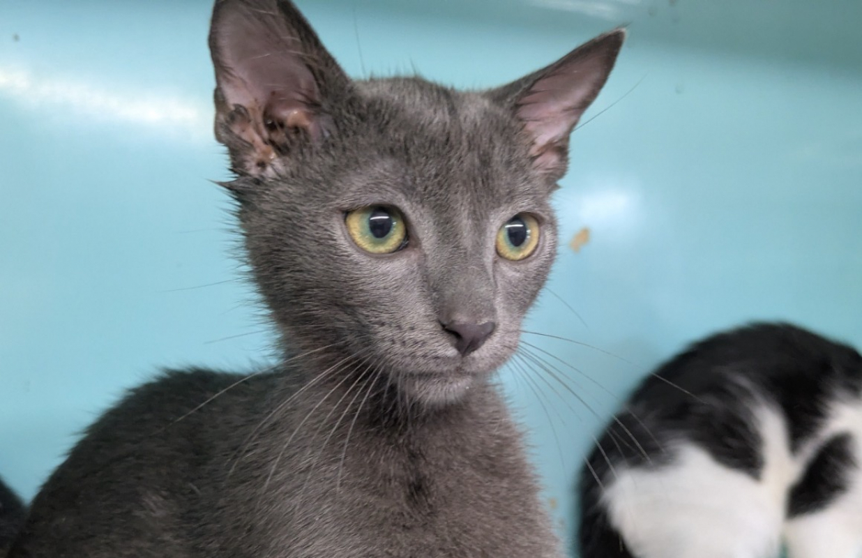 Blue - Chat Européen à adopter - photo 2