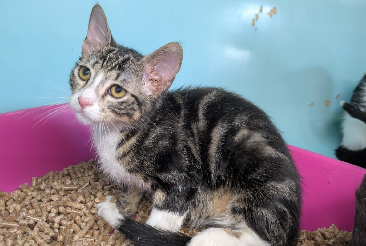 Earth - Chat Européen à adopter