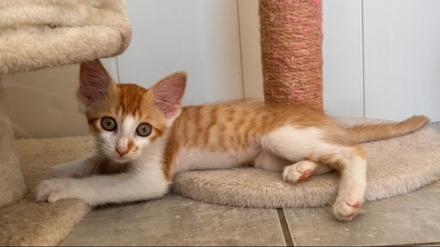 Audi - Chat Européen à adopter