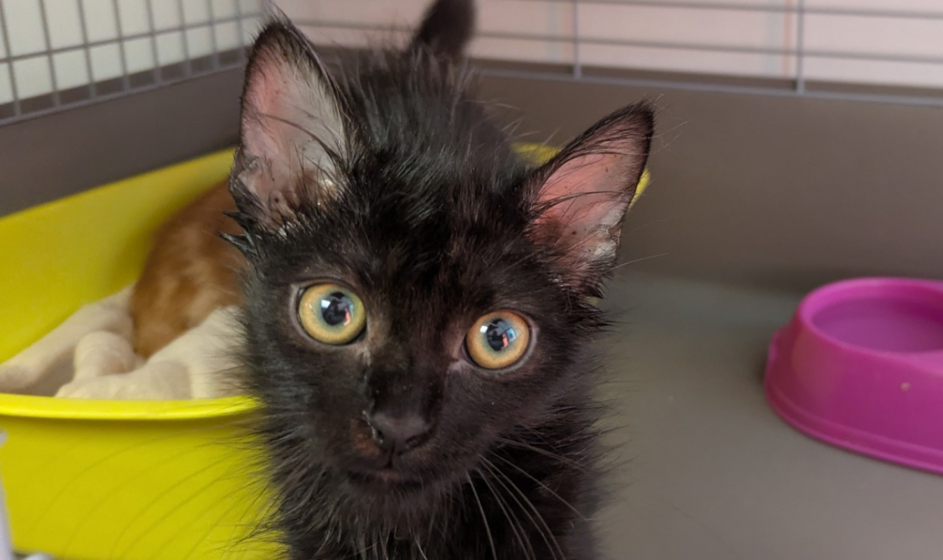 Rainbow - Chat Européen à adopter