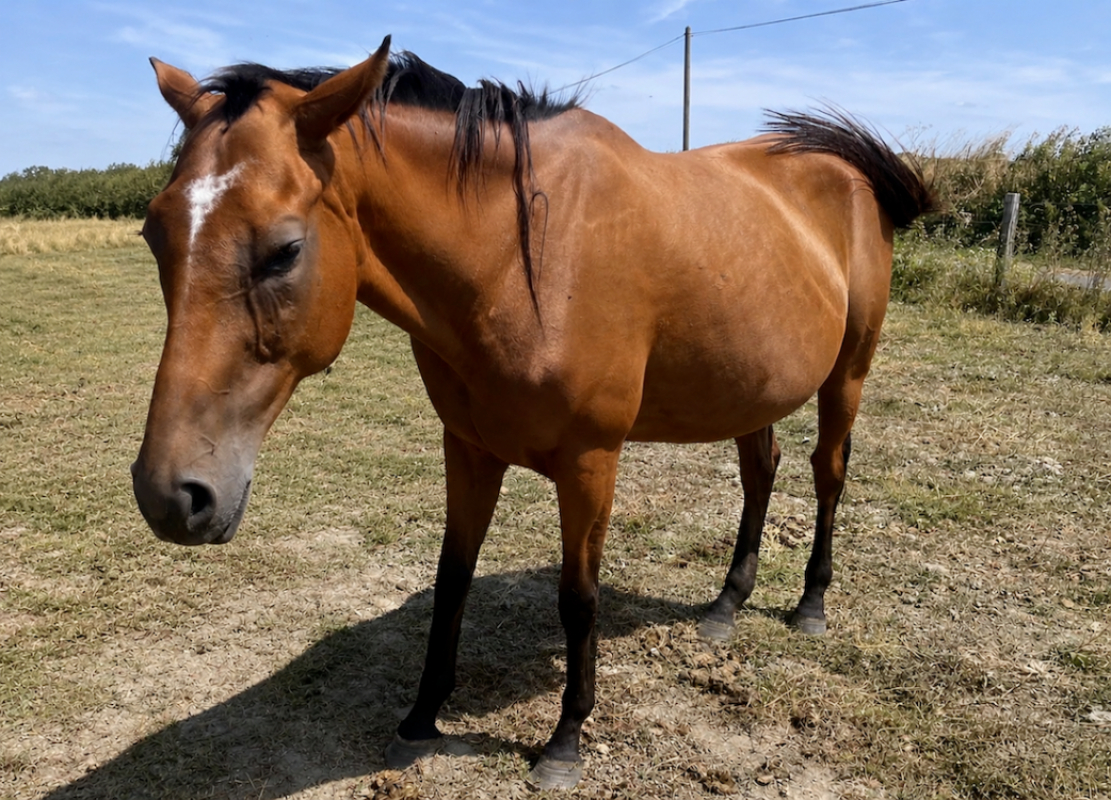 Lyavenita - Equidé Cheval à adopter