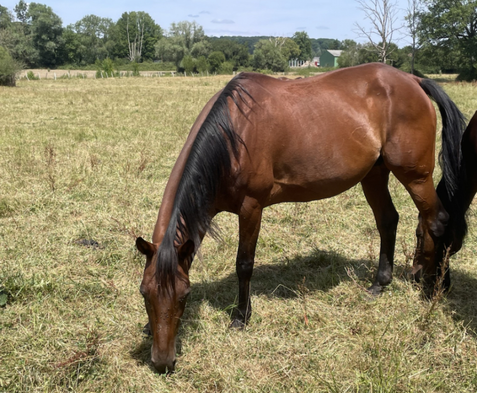 Twistess - Equidé Cheval à adopter