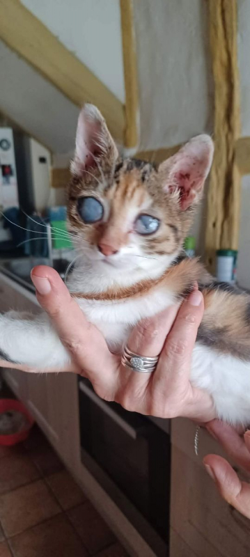 VICTOIRE - Chat Européen à adopter - photo 2