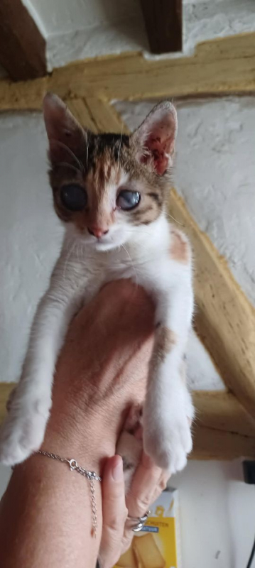 VICTOIRE - Chat Européen à adopter