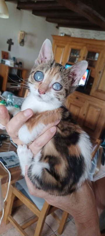 VICTOIRE - Chat Européen à adopter - photo 3