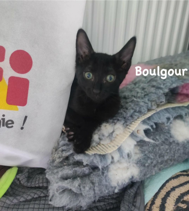 Boulgour - Chat Européen à adopter