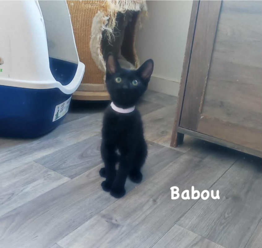 Babou - Chat Européen à adopter