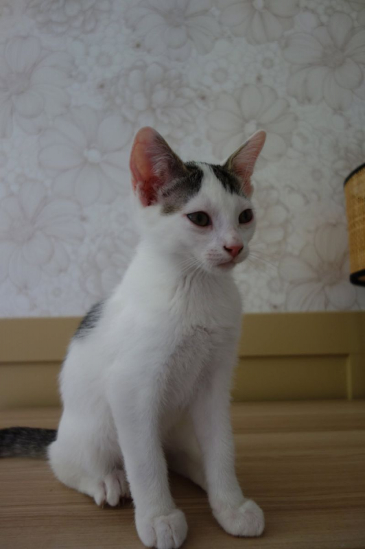 Jamui - Chat Européen à adopter