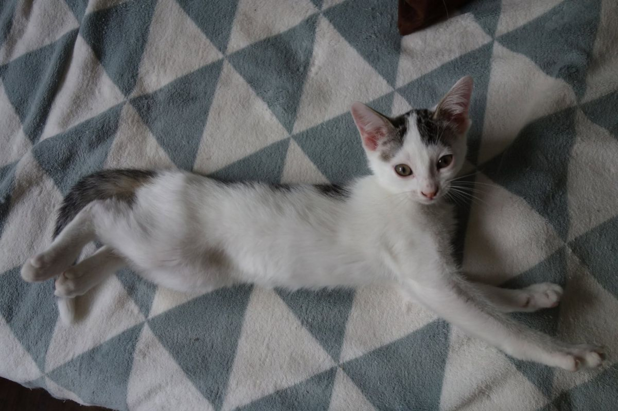 Jamui - Chat Européen à adopter - photo 3