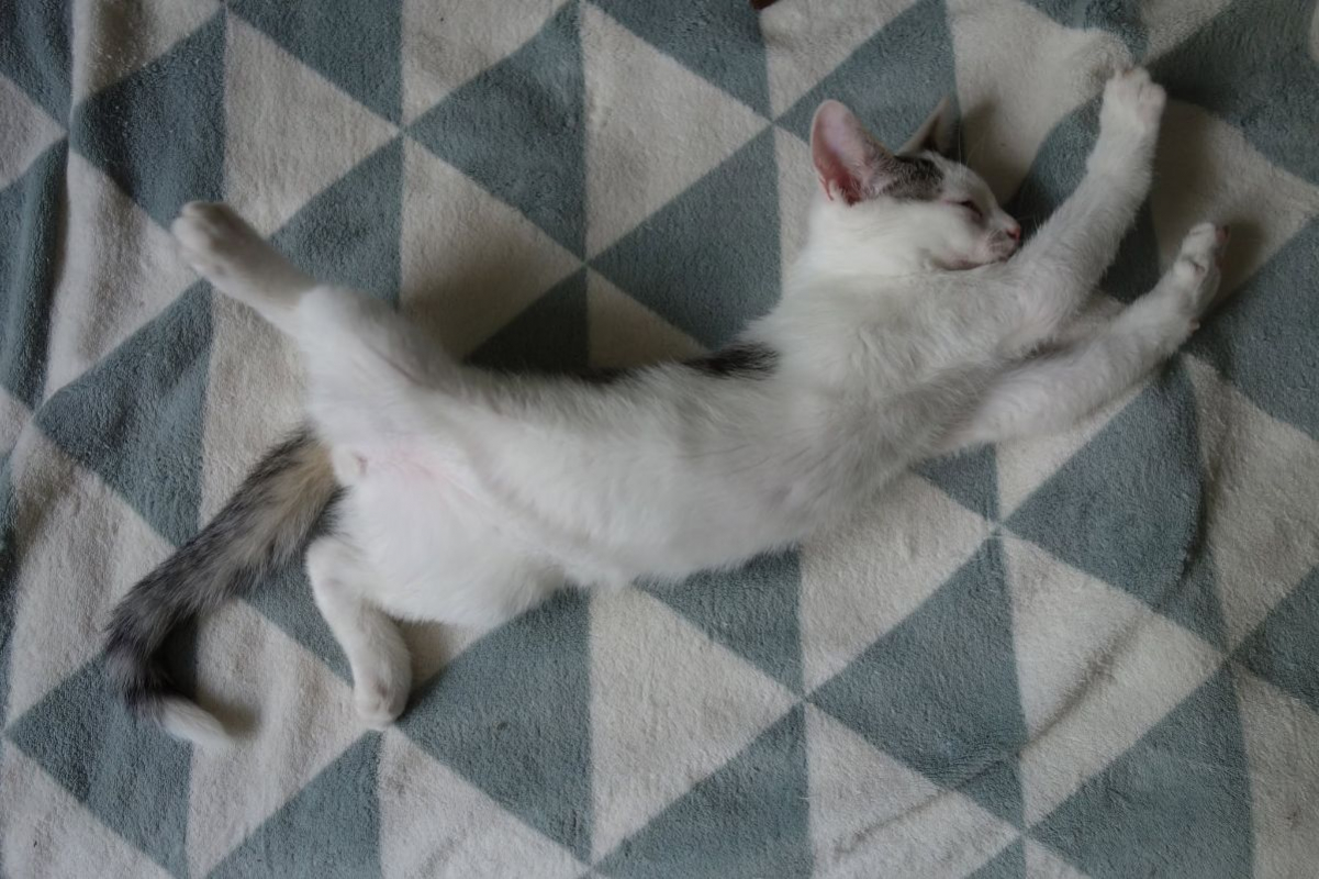 Jamui - Chat Européen à adopter - photo 4