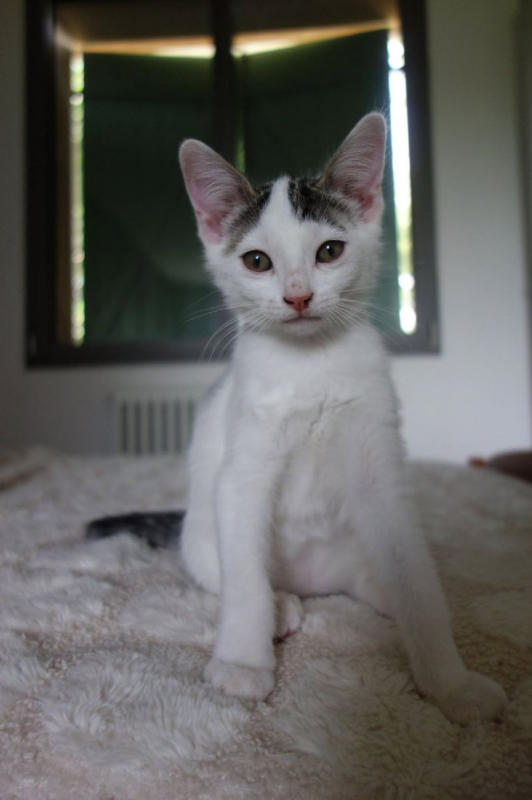 Jamui - Chat Européen à adopter - photo 2
