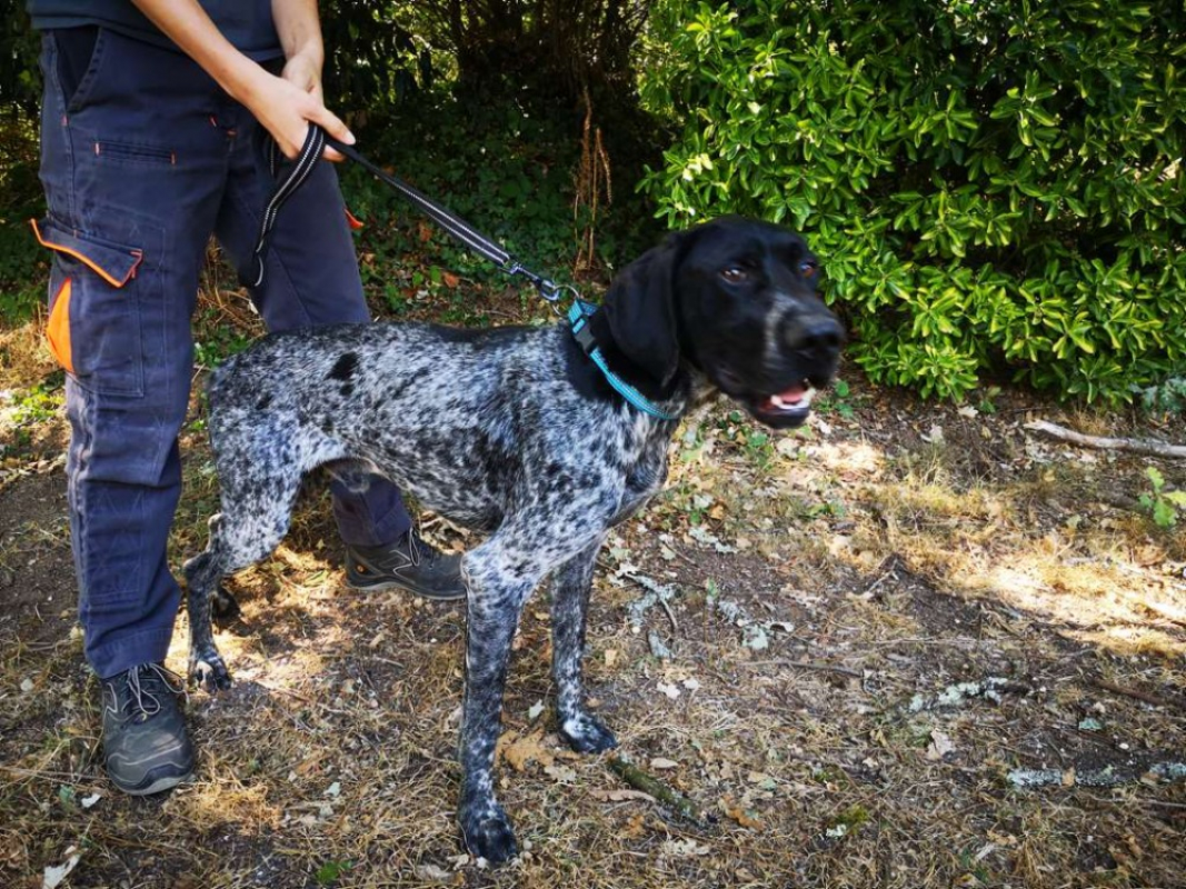 Boy - Chien Braque allemand à poil court à adopter