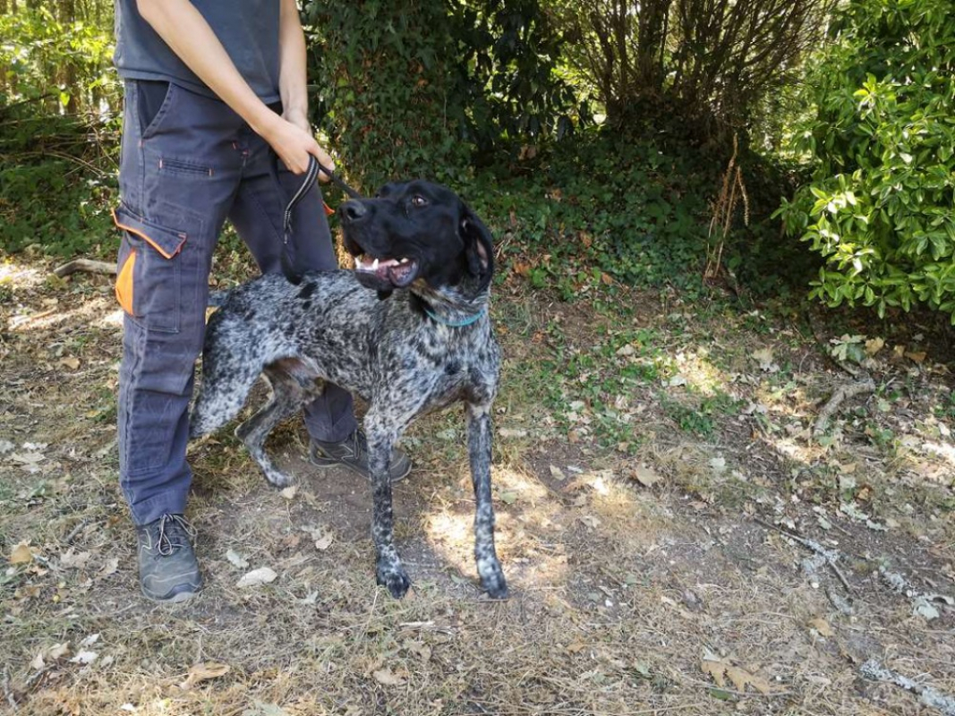 Boy - Chien Braque allemand à poil court à adopter - photo 2