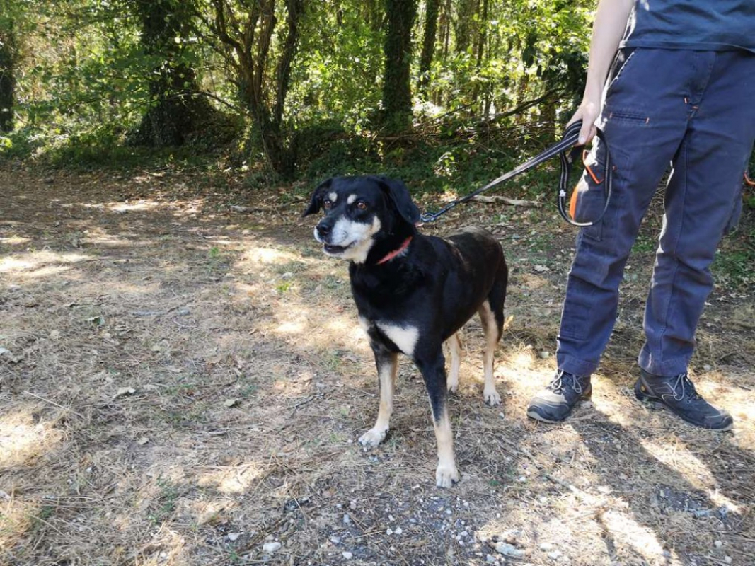 Naya - Chien Berger à adopter