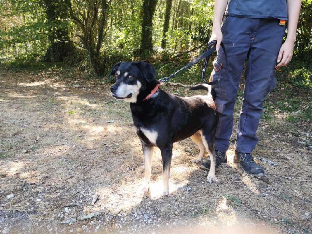 Naya - Chien Berger à adopter - photo 2