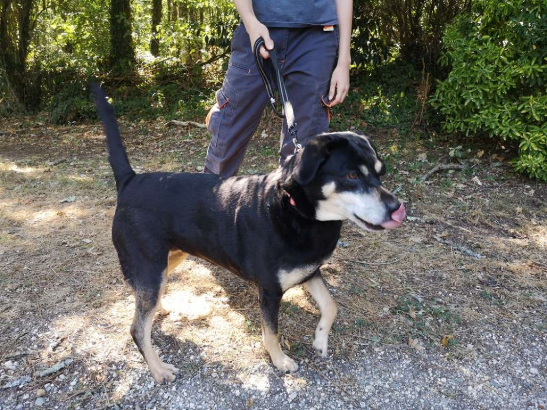 Naya - Chien Berger à adopter - photo 3