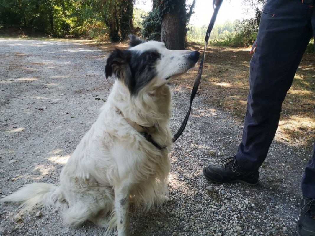 Réservé marley - Chien Border Collie à adopter