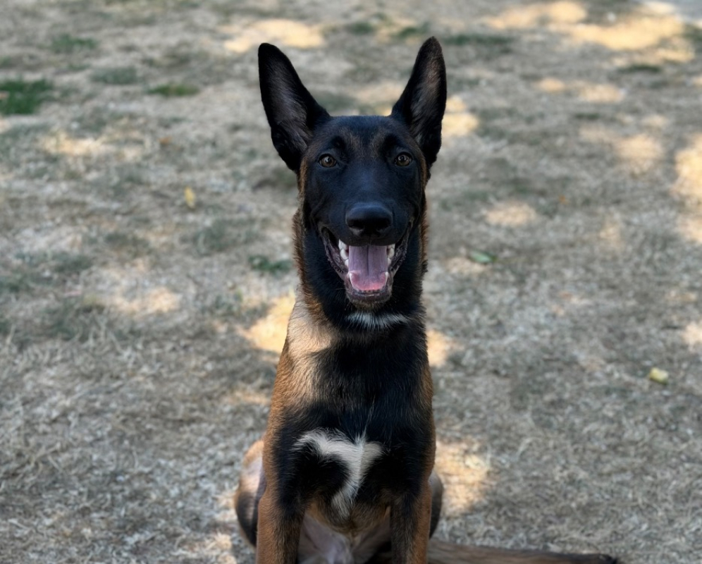 B'dax - Chien Berger Belge Malinois à adopter
