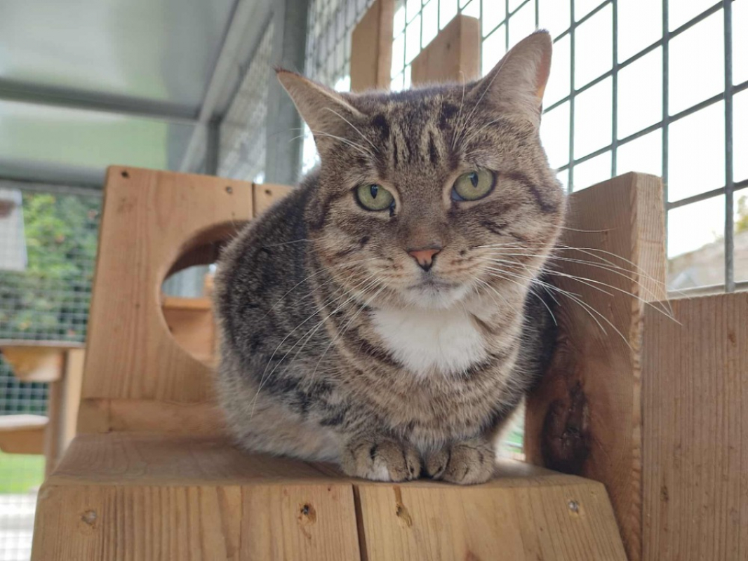 Photo #2 de Balou qct