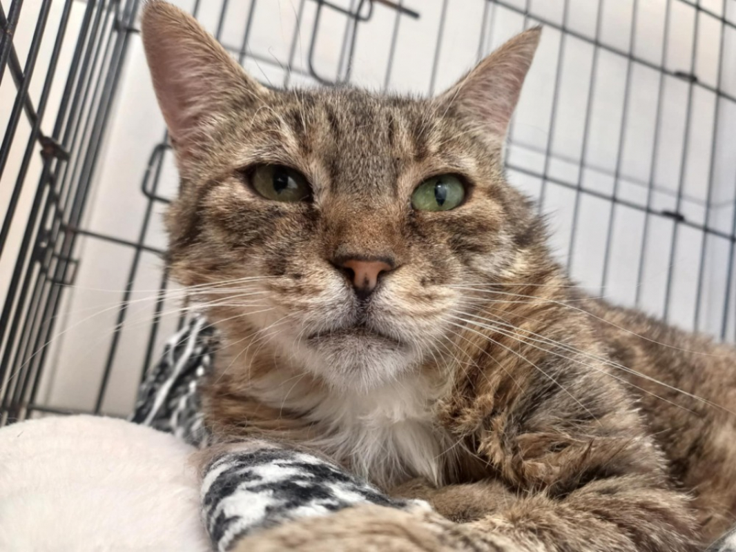 Photo #3 de Balou qct