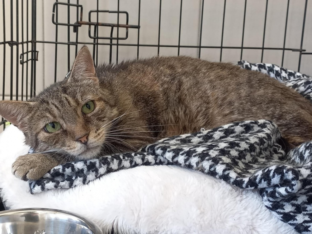 Photo #4 de Balou qct