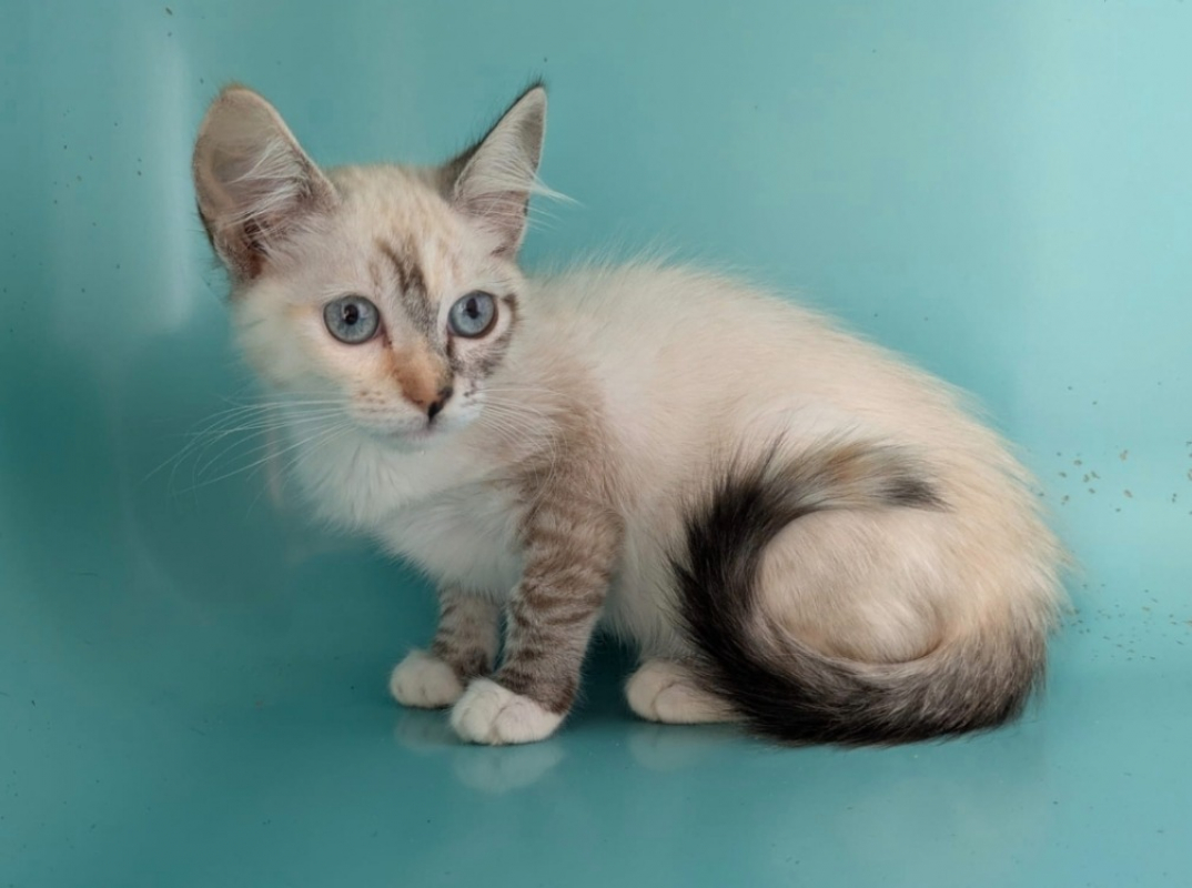 Plume - Chat Européen à adopter