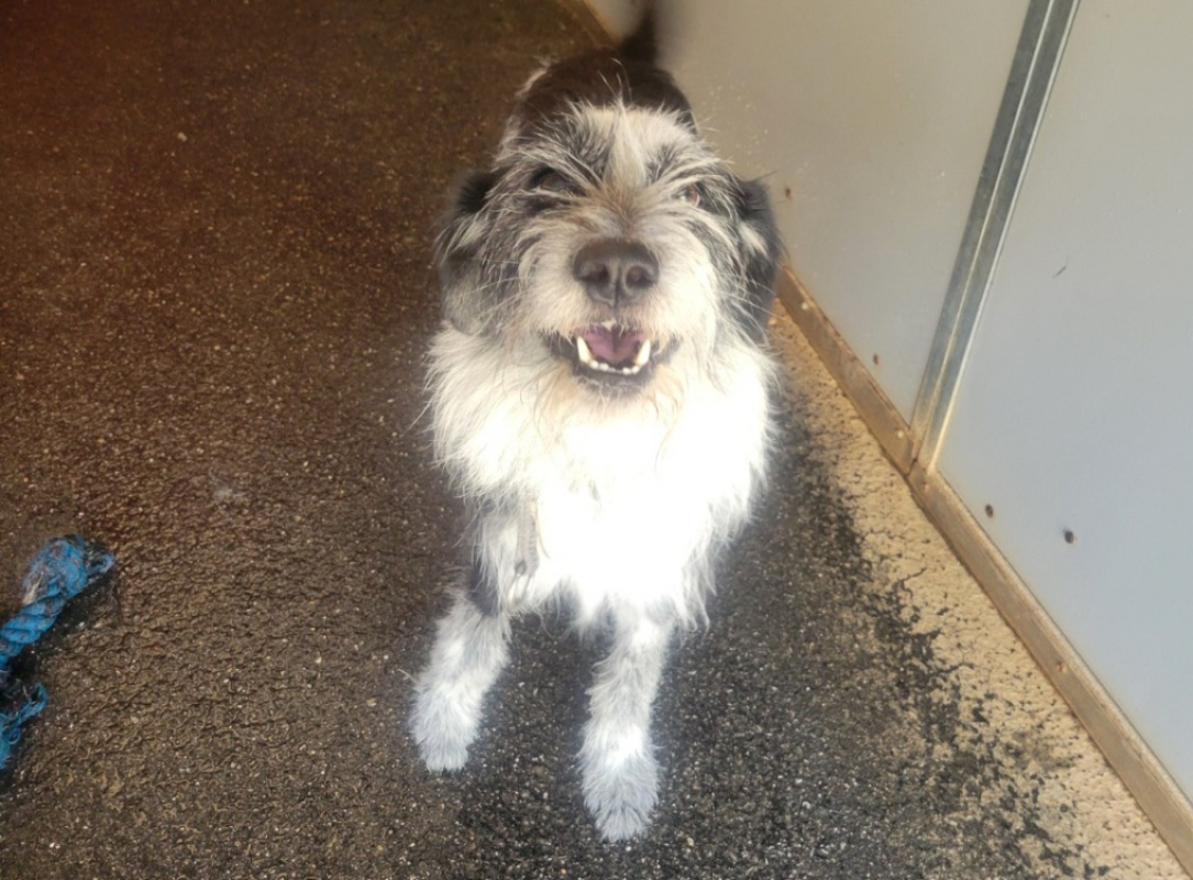 Reglisse - Chien Briquet Griffon Vendéen à adopter