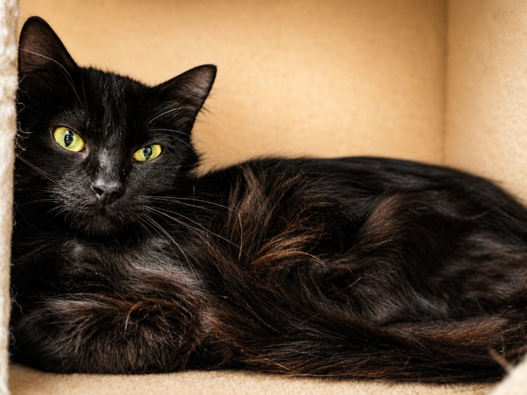 Ariane - Chat Européen à adopter