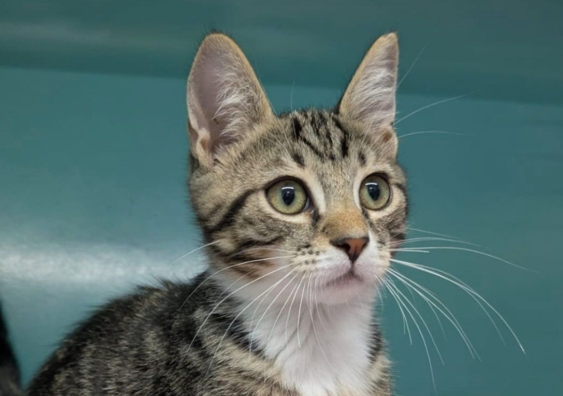 Bacon - Chat Européen à adopter