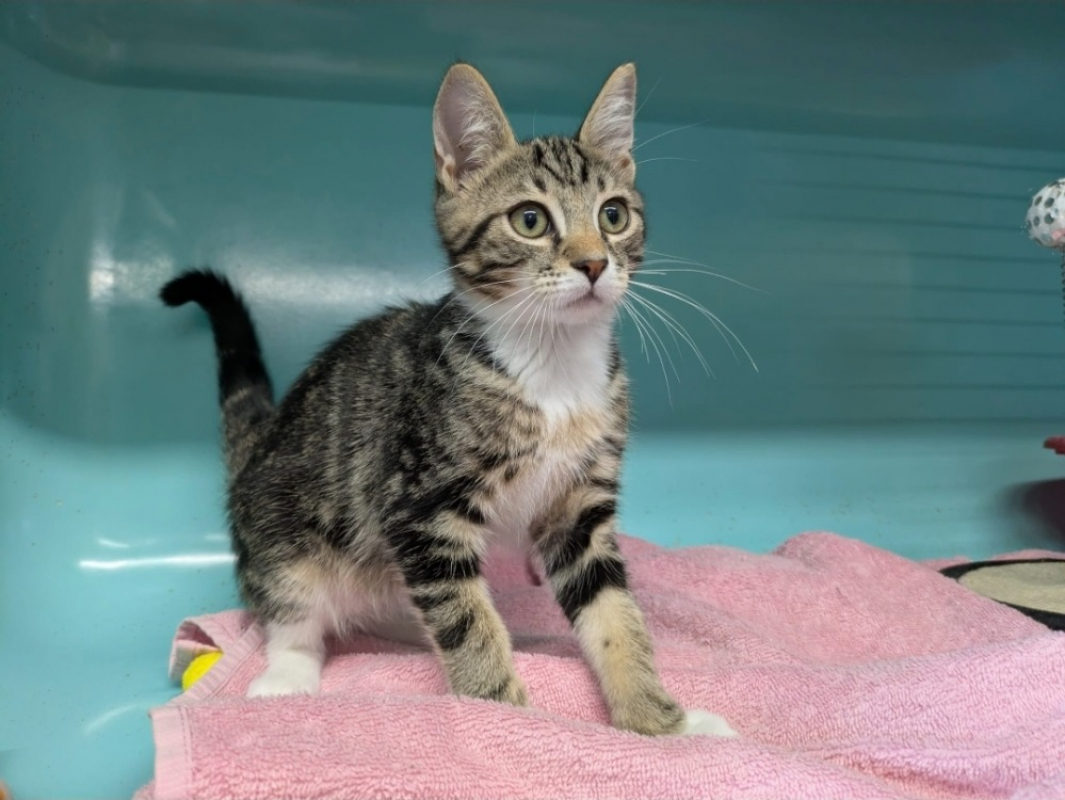 Bacon - Chat Européen à adopter - photo 2