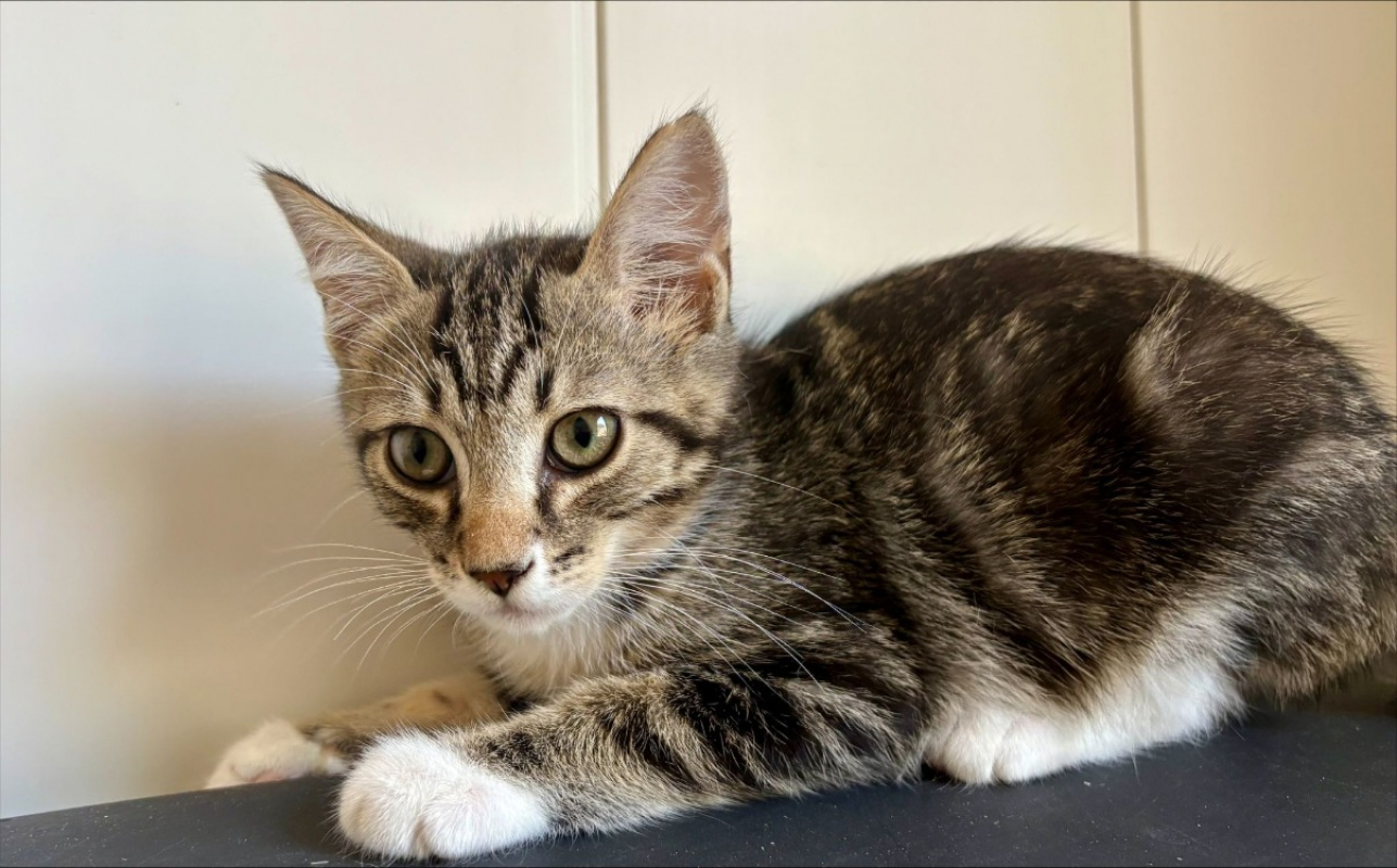 Bacon - Chat Européen à adopter - photo 4