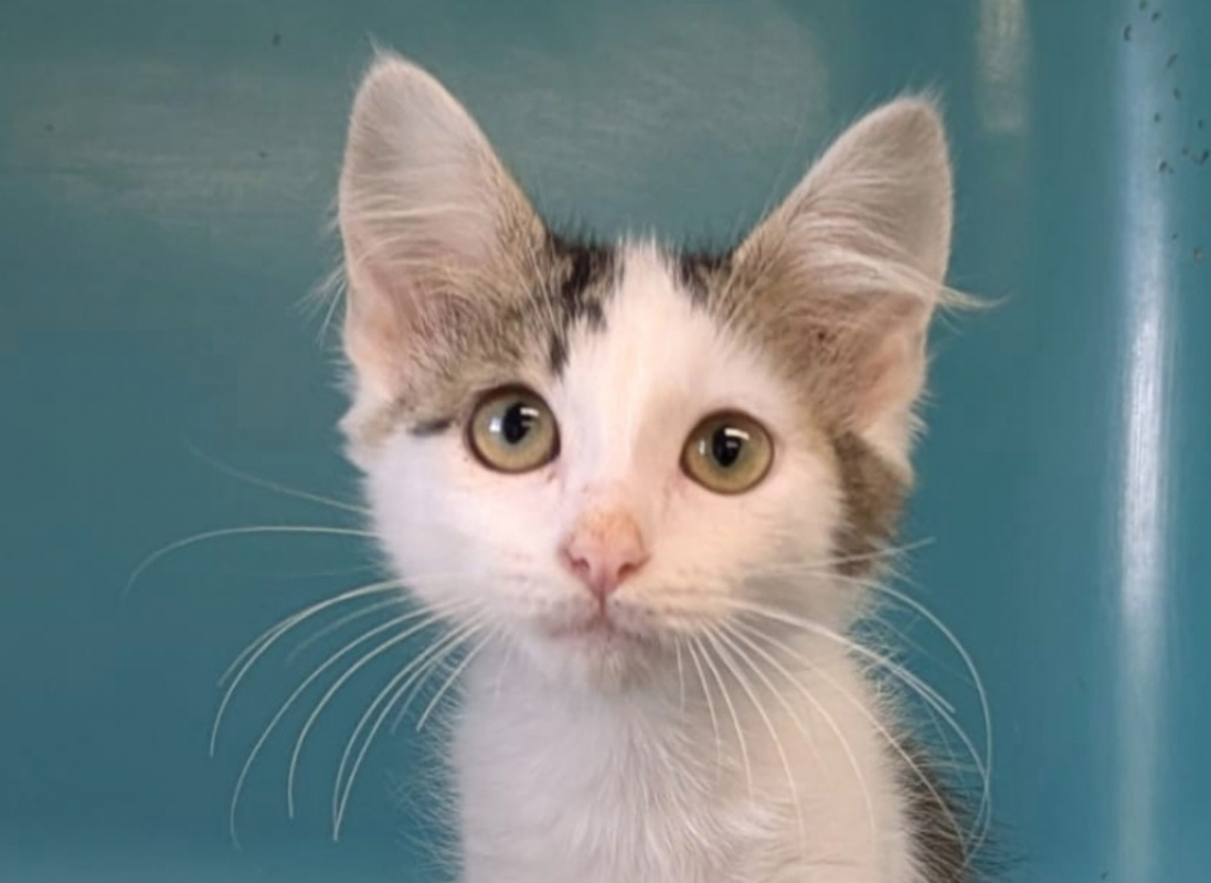 Kinou - Chat Européen à adopter
