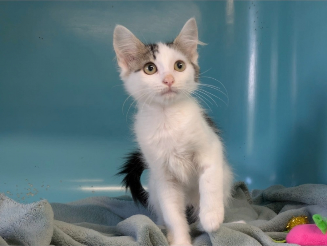 Kinou - Chat Européen à adopter - photo 2