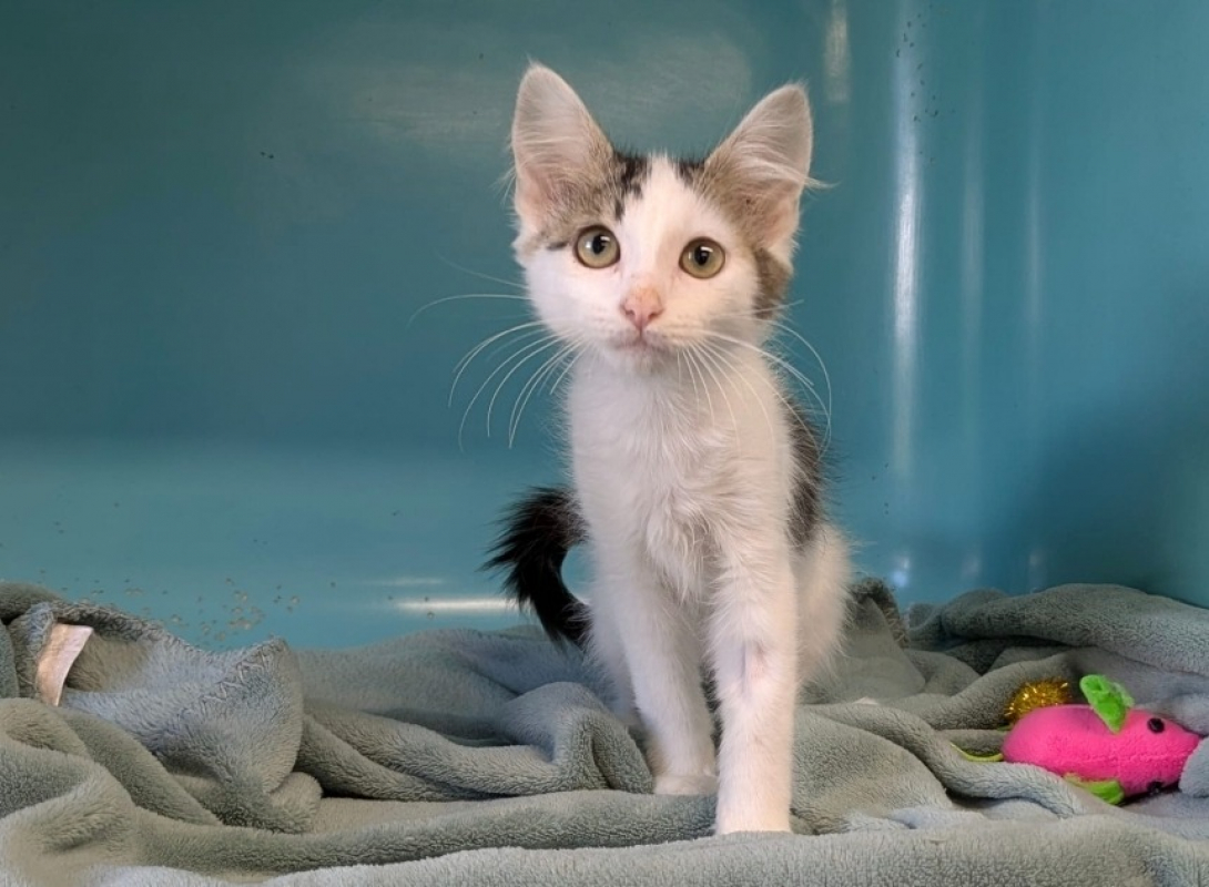 Kinou - Chat Européen à adopter - photo 3
