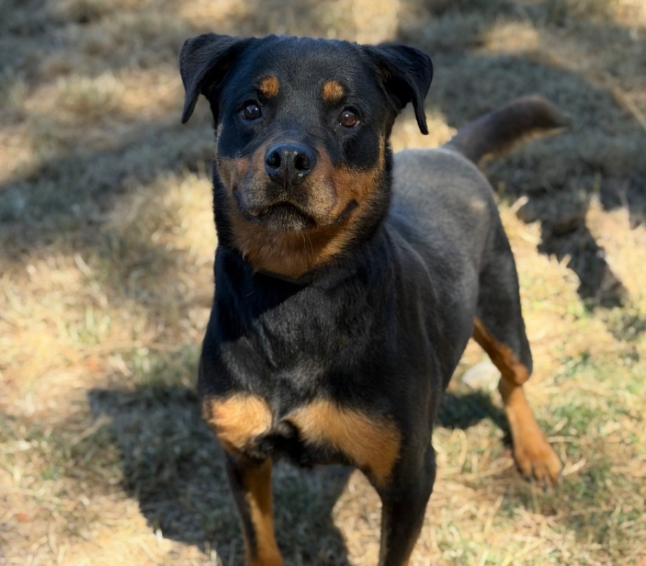 Mina - Chien à adopter