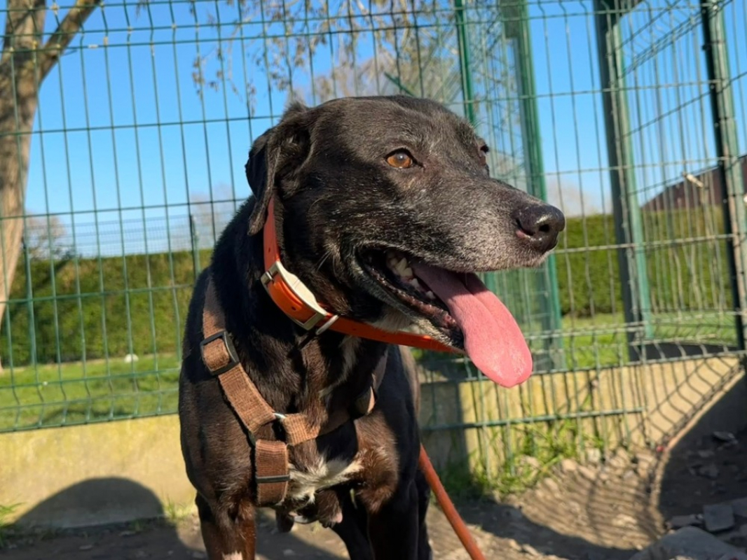 Muquin - Chien à adopter