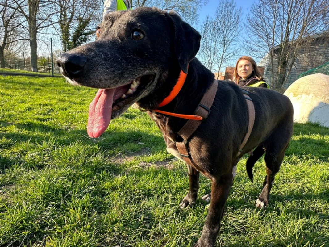 Muquin - Chien à adopter - photo 2