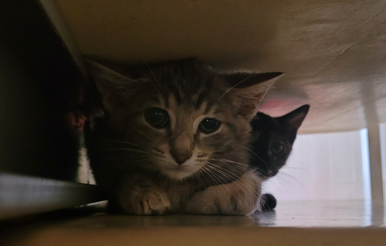 Valda - Chat Européen à adopter