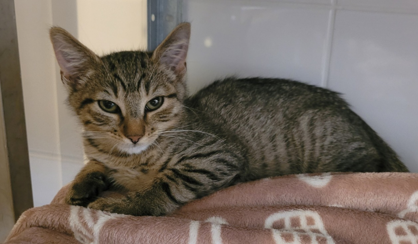Dalton - Chat Européen à adopter