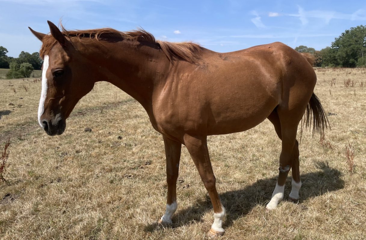 Diamond light - Equidé Cheval à adopter