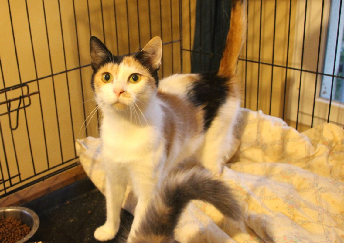 Impala - Chat Européen à adopter