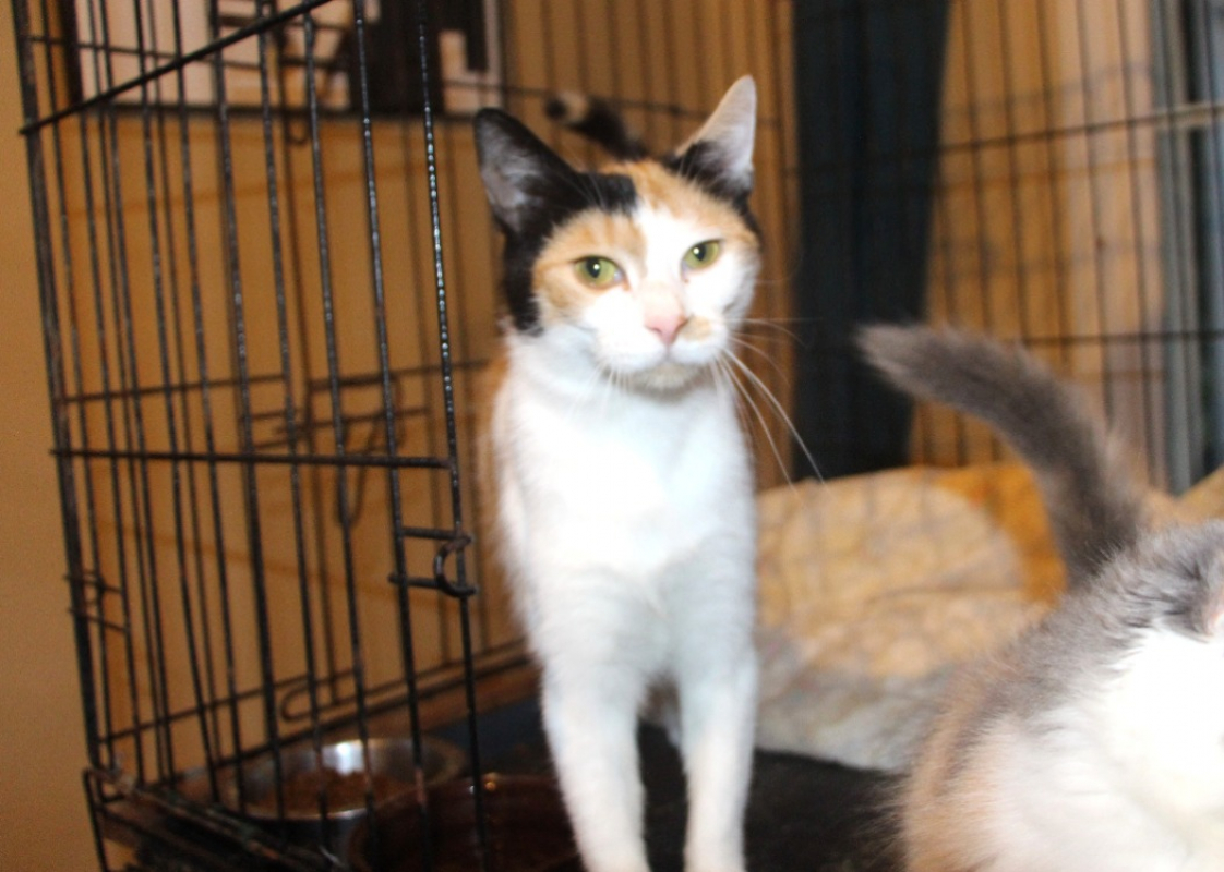 Impala - Chat Européen à adopter - photo 2