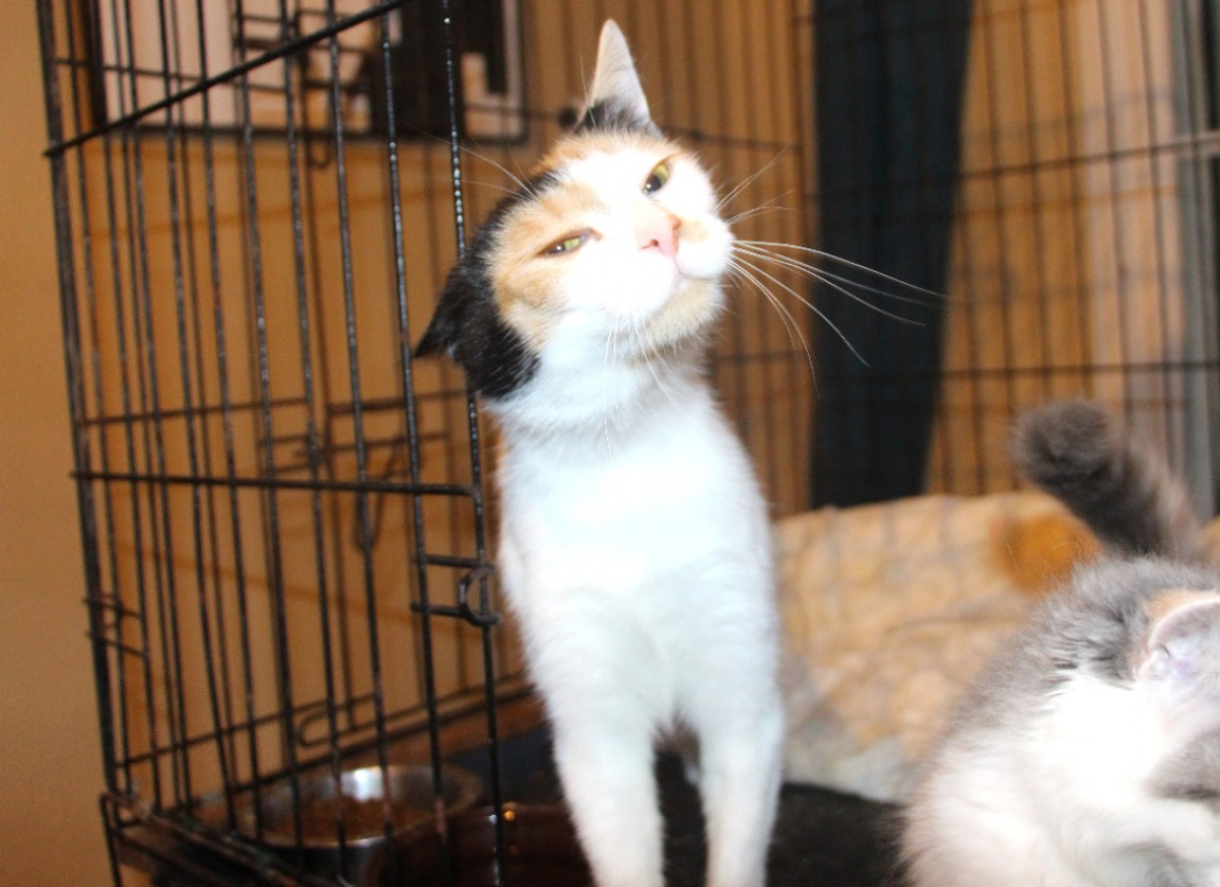 Impala - Chat Européen à adopter - photo 3
