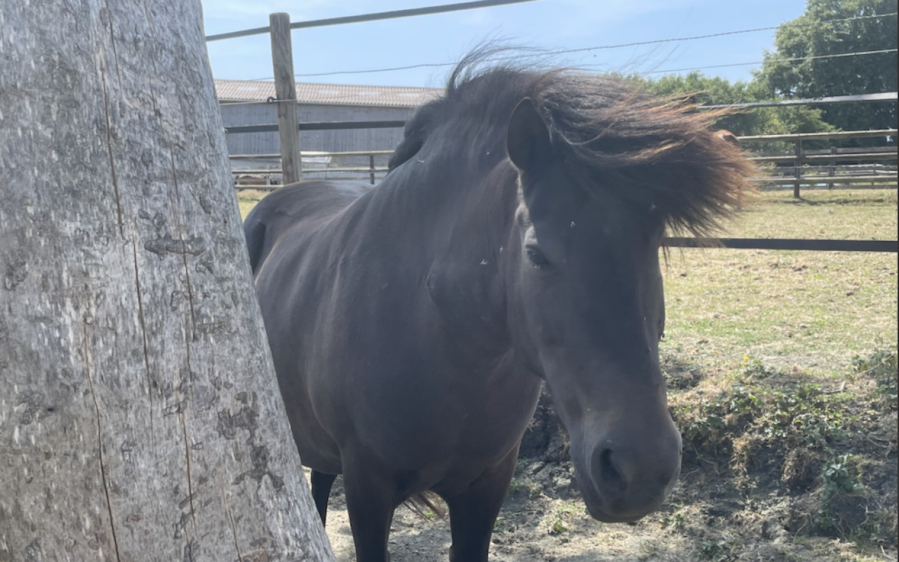 Fanfanette - Equidé Poney à adopter