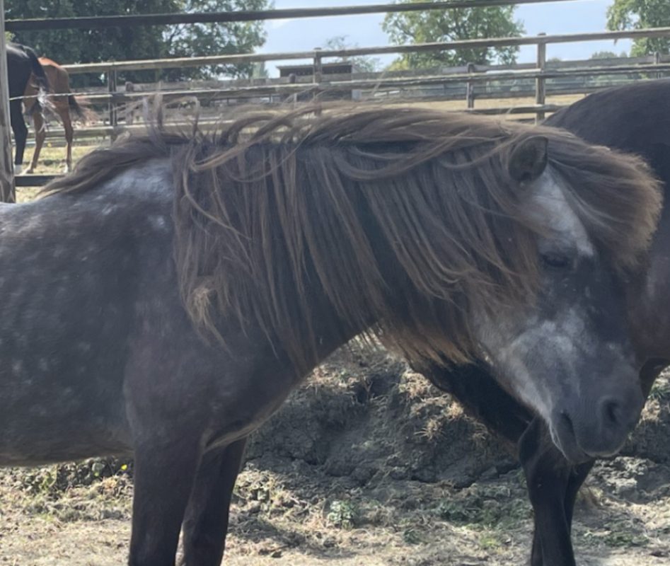 Noisettelle - Equidé Poney à adopter